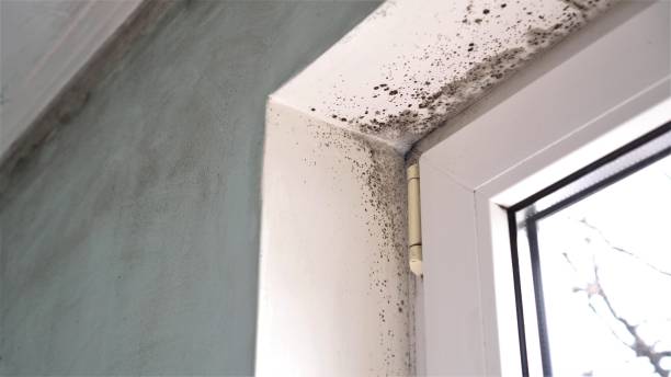 Best HVAC Mold Remediation in Orofino, ID
