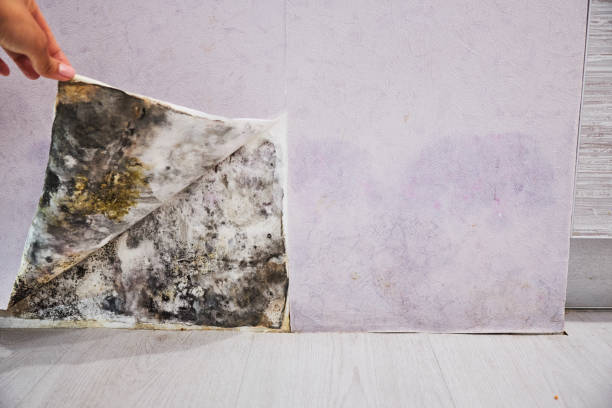 Best Insurance-Related Mold Remediation in Orofino, ID